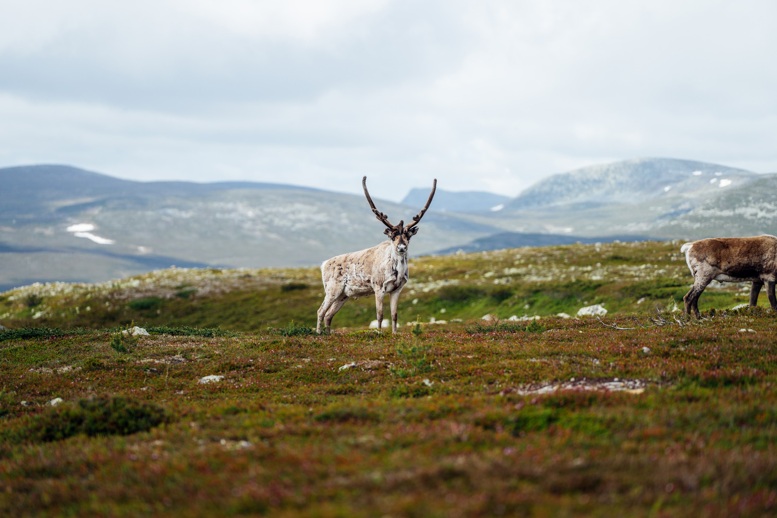 Renar på fjället