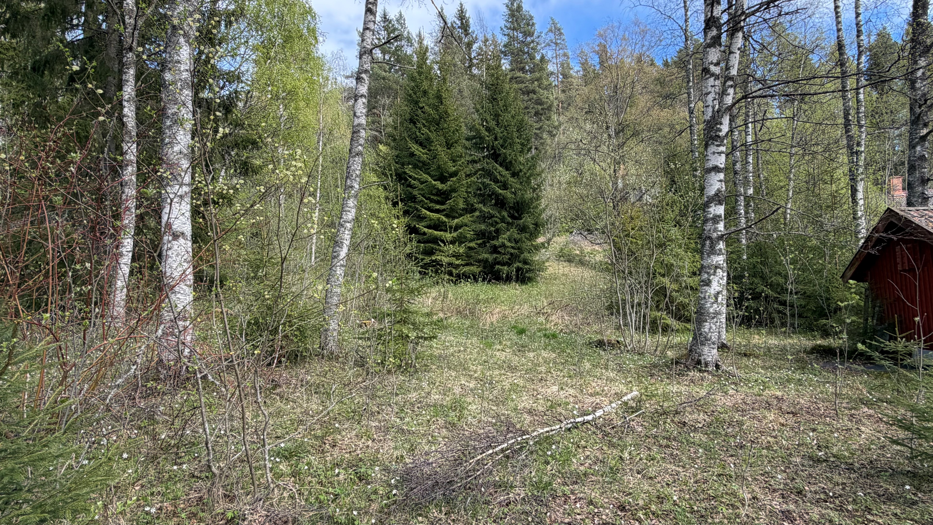 Vacker glänta med vitsippor upp mot fritidshuset