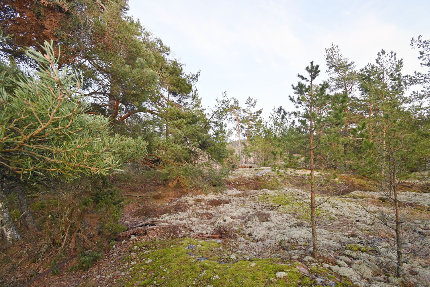 Tomten består av relativt plana bergshällar