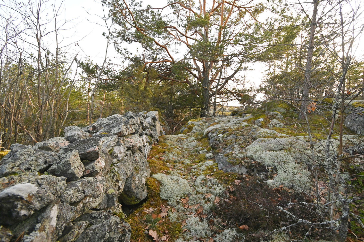 Äldre fin stengärdesgård längs tomtgränsen i öster