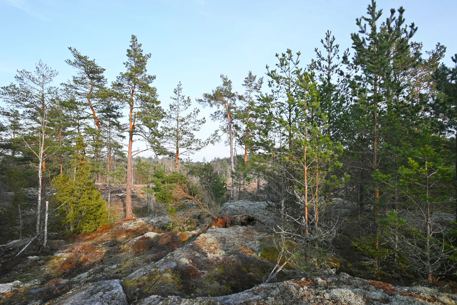 Omgivning