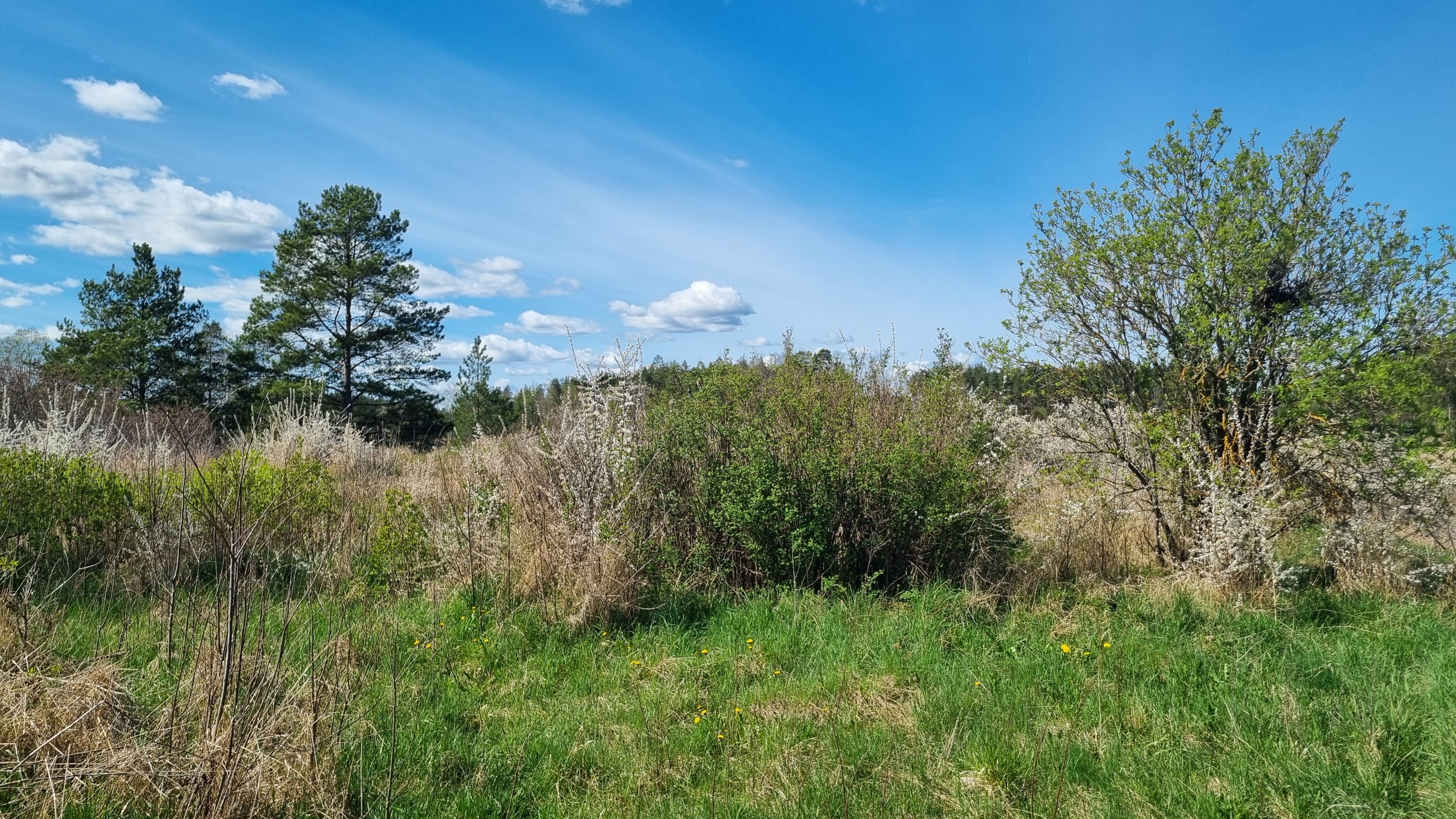 Många möjliga placeringar av nytt bostadshus...