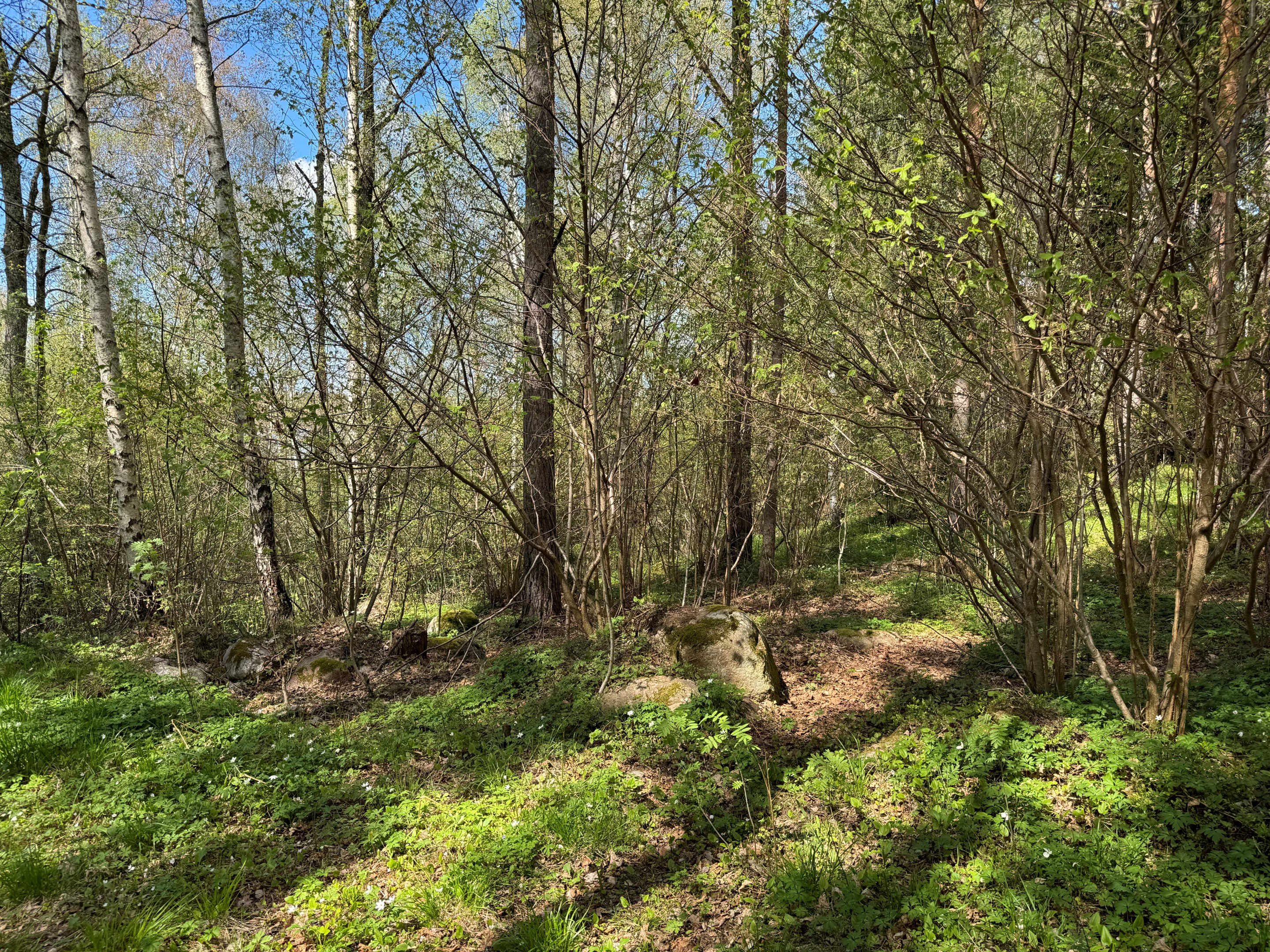 Gångstig mot sjöstugan från motionsspåret