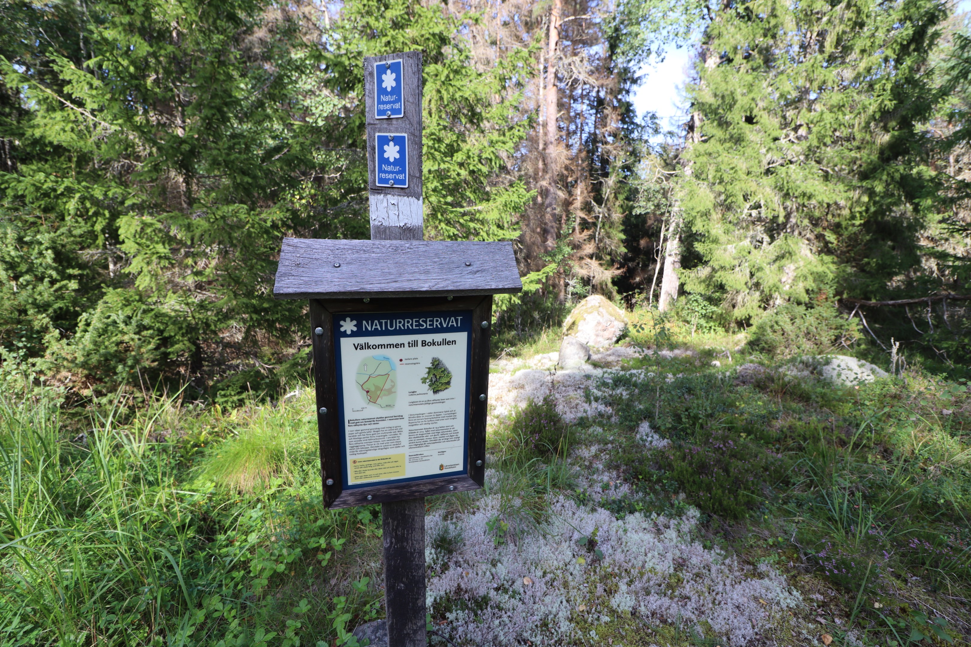 Ett litet skogsskifte inom Bokullens Naturreservat ingår