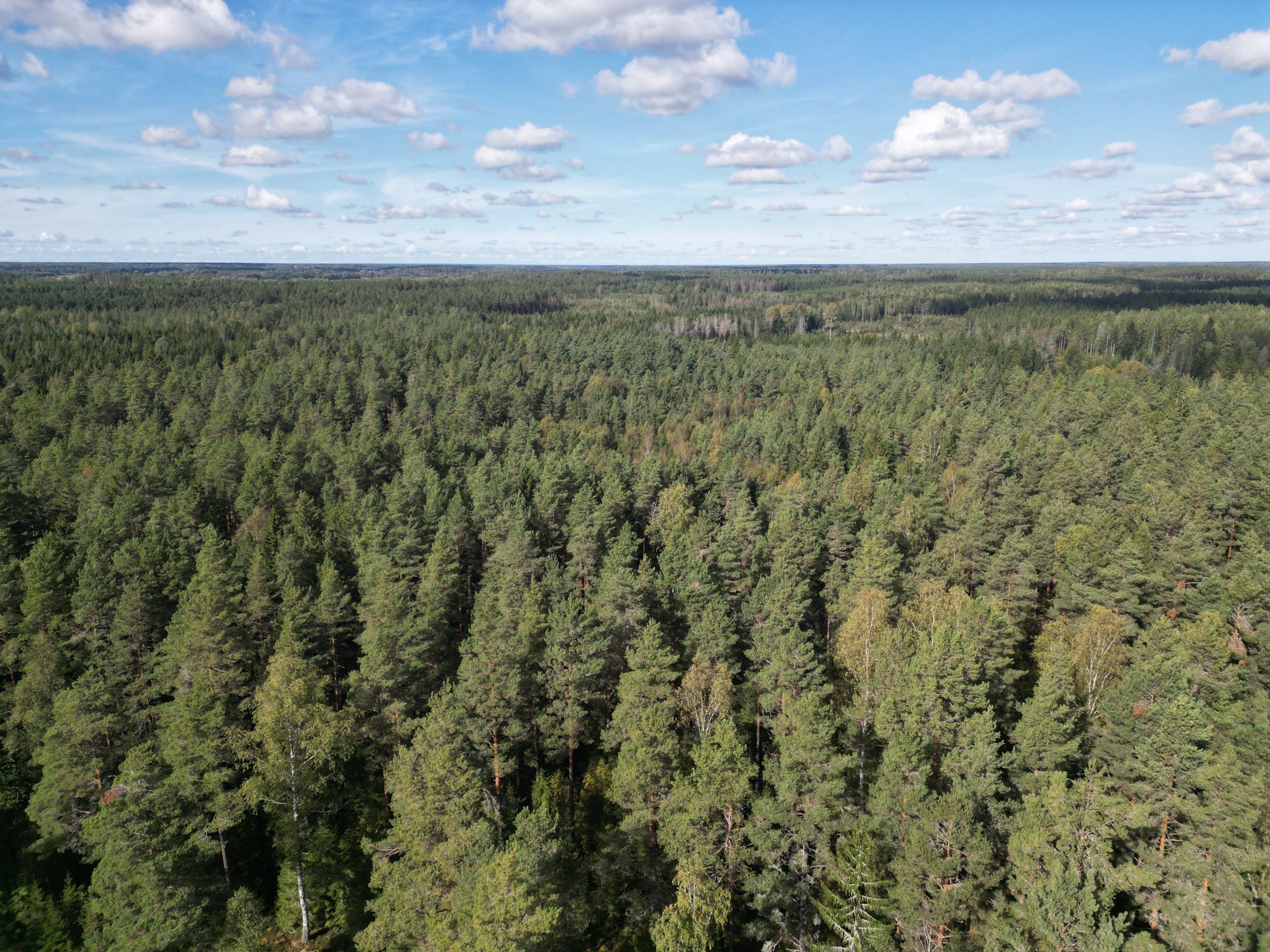 Stora skogar norrut