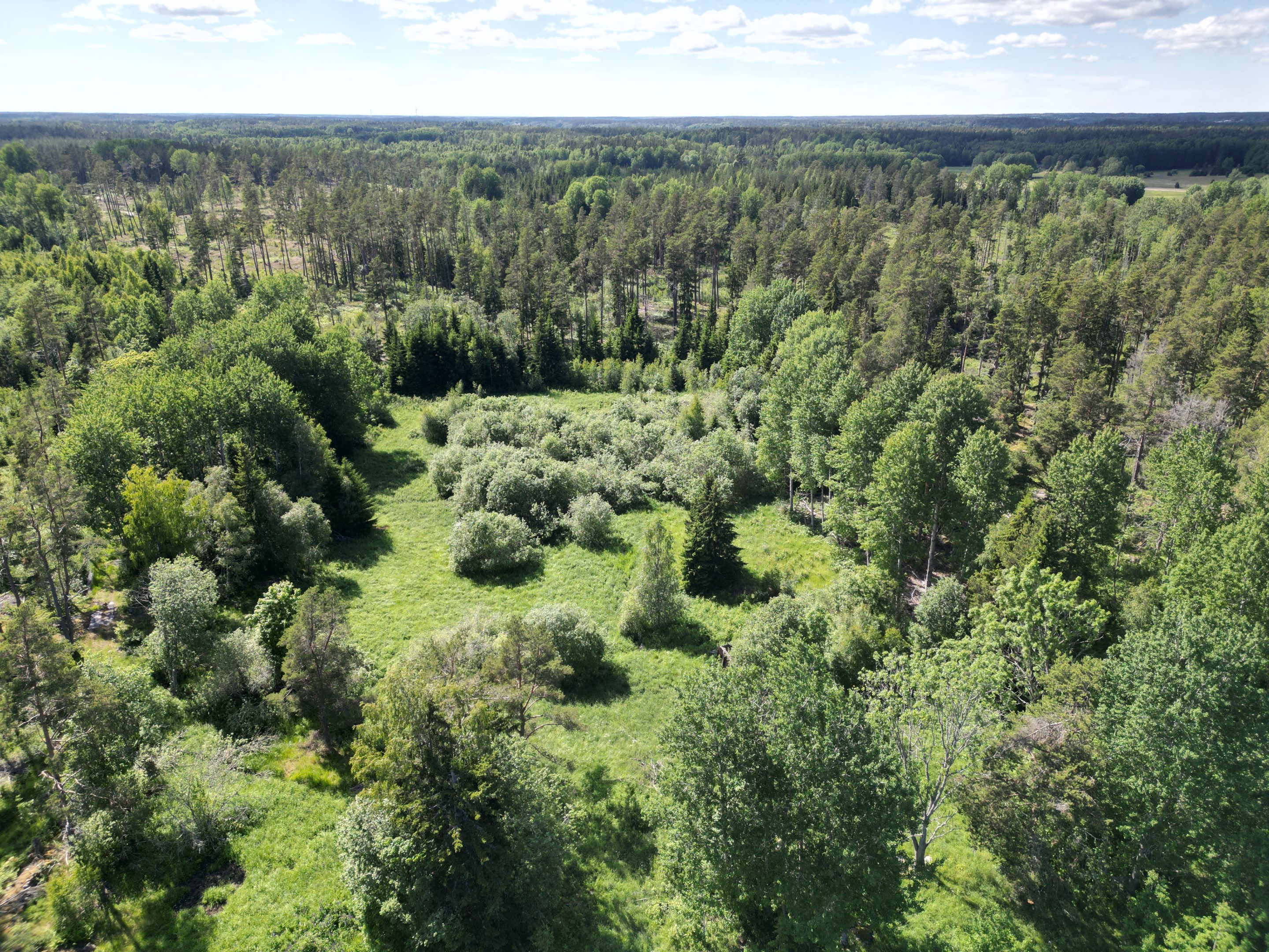 Skogsmark västerut