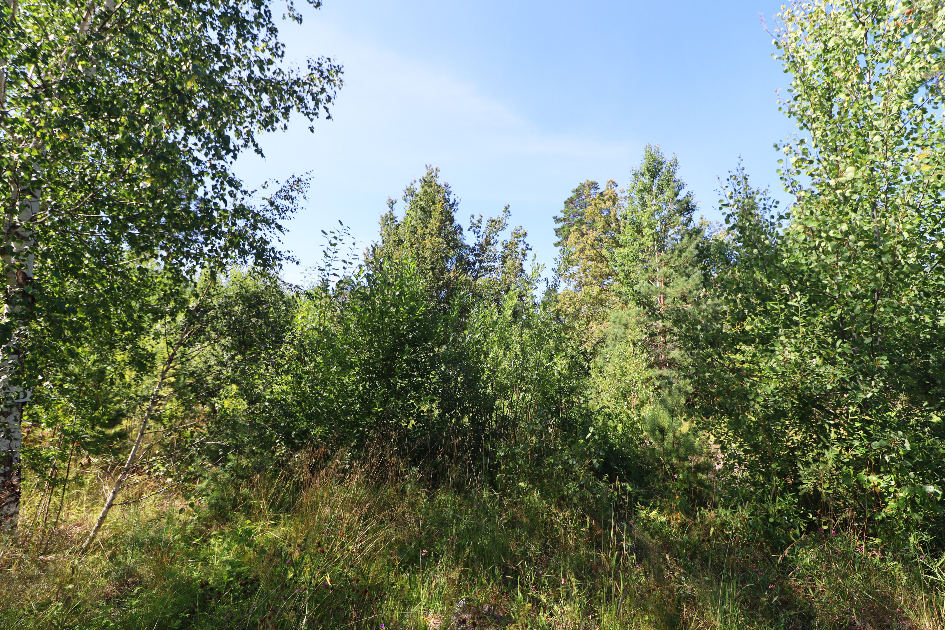 Skogstomt