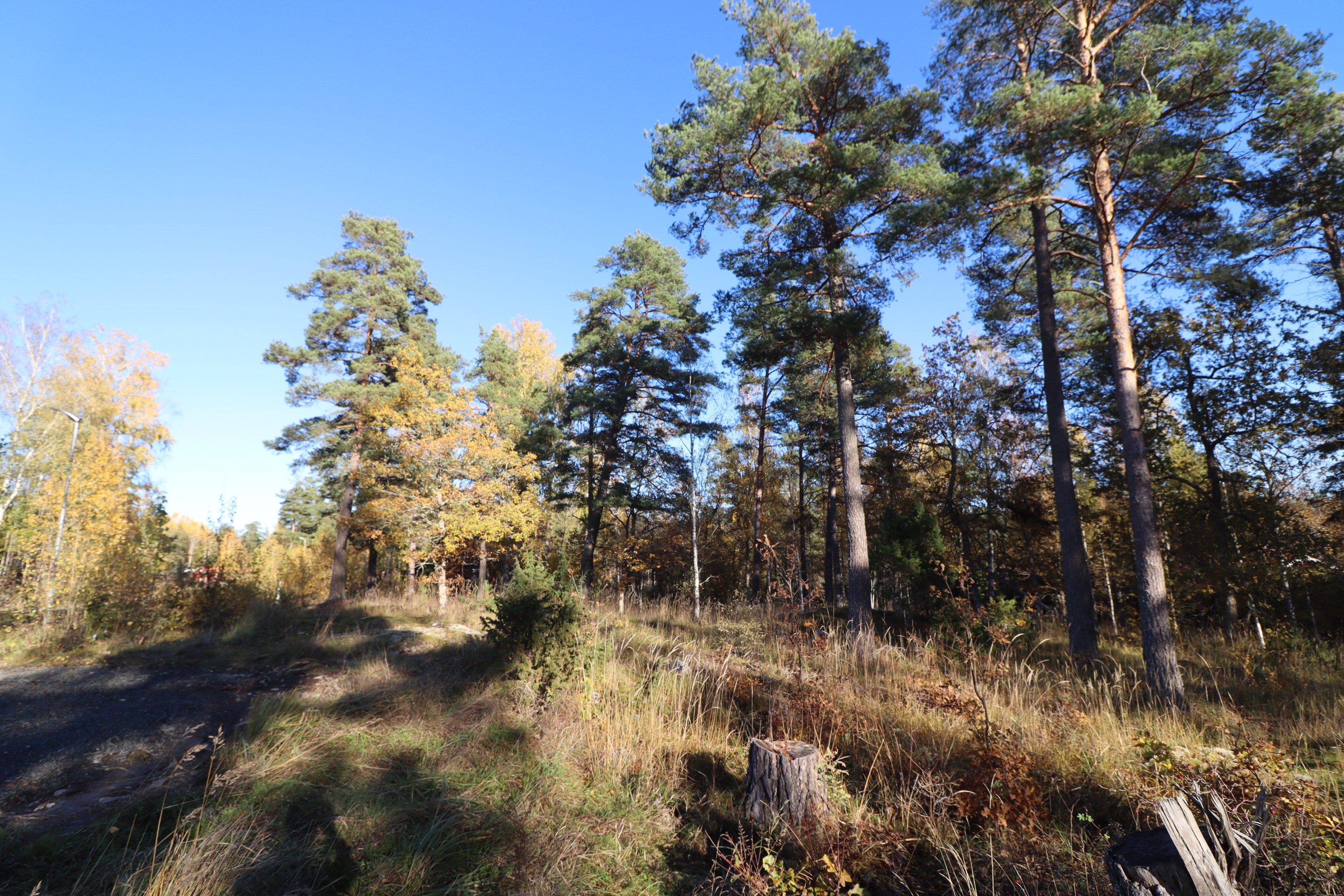 Fin natur- och skogstomt