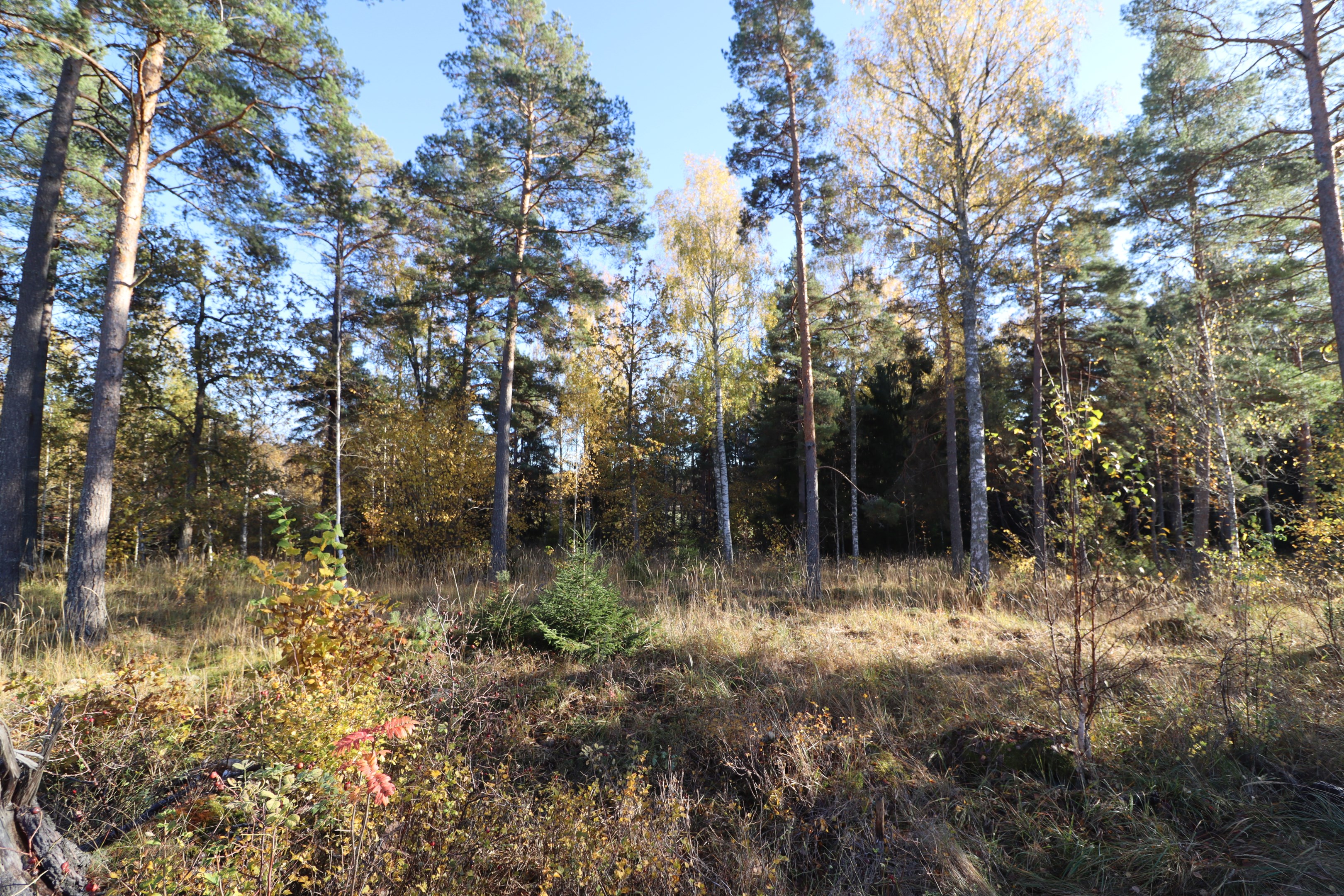 Tomten