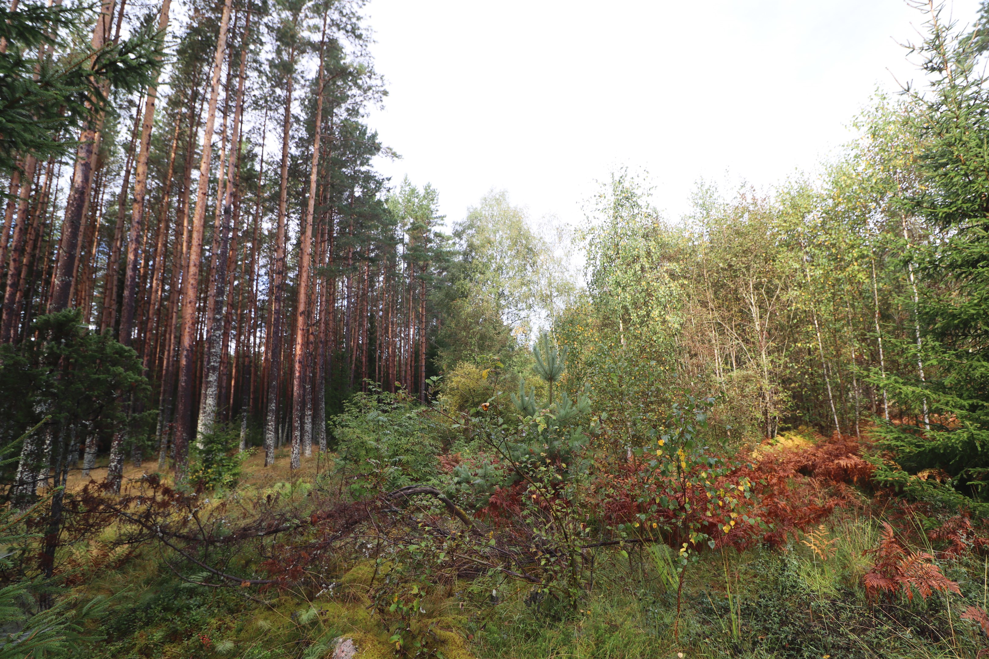 Mellan de olika indelningarna