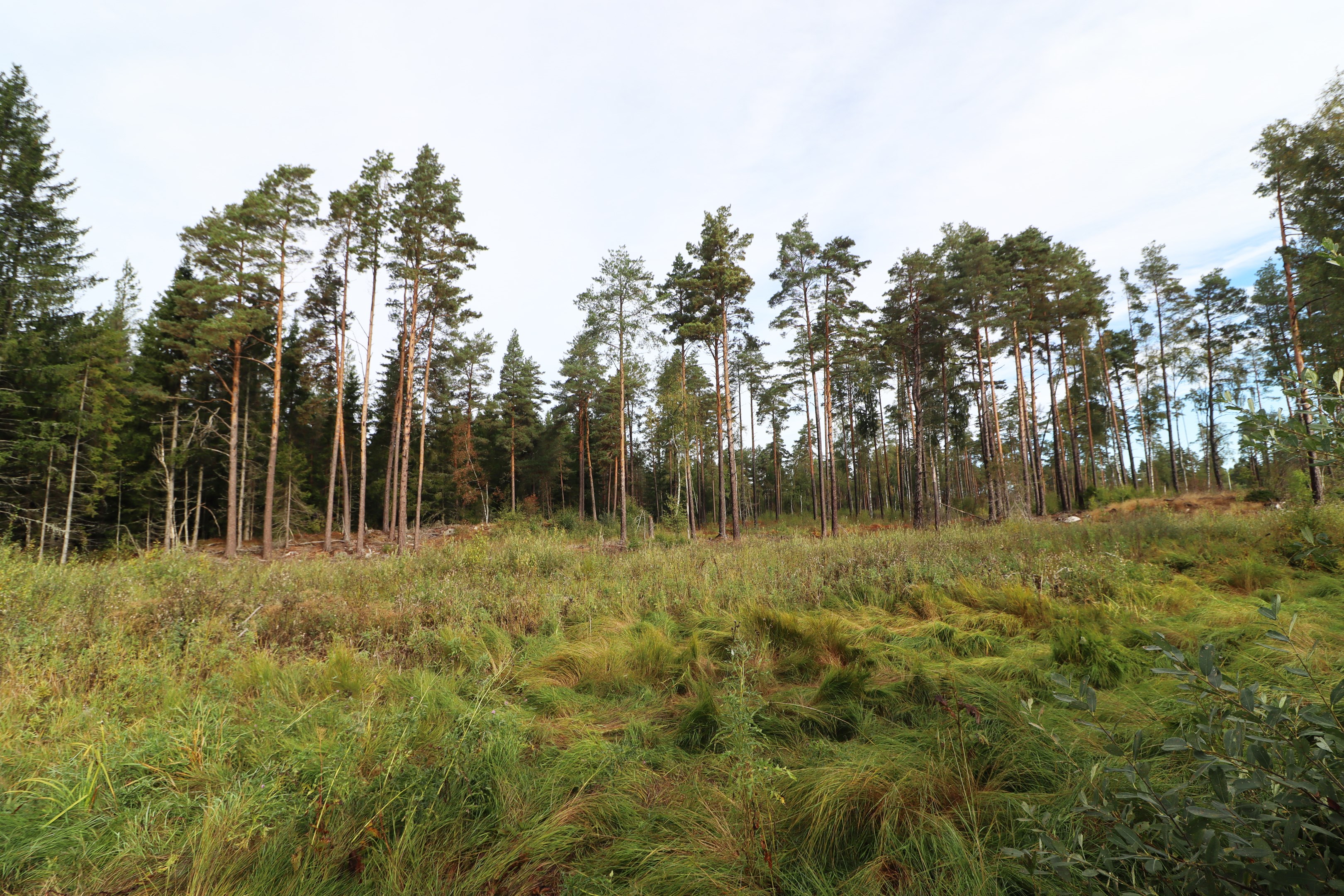 Öppna marken mot tallar