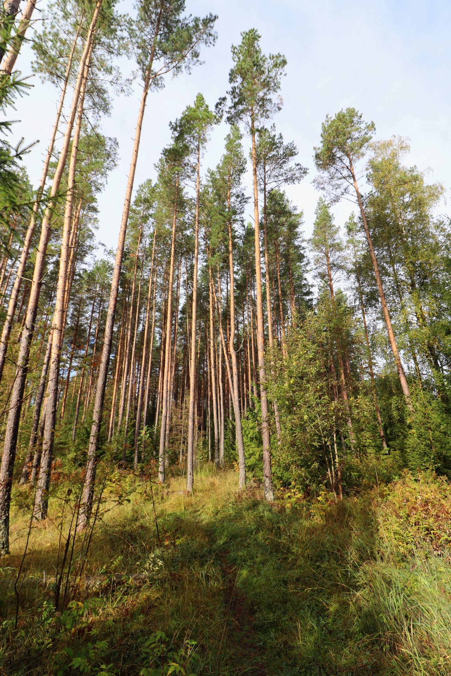 Skog på mellanvästra delen
