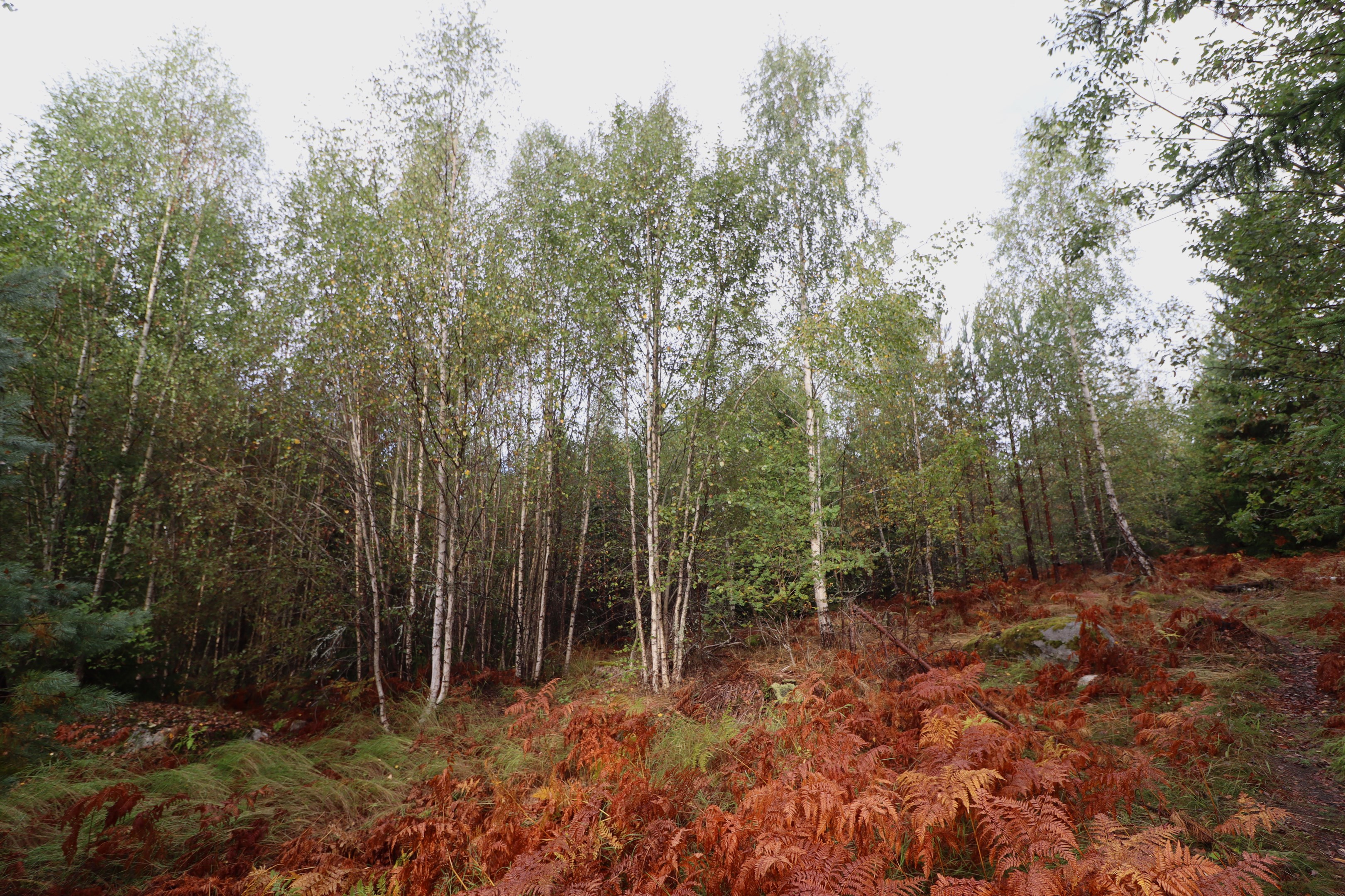 Längst mot väster yngre bland skog