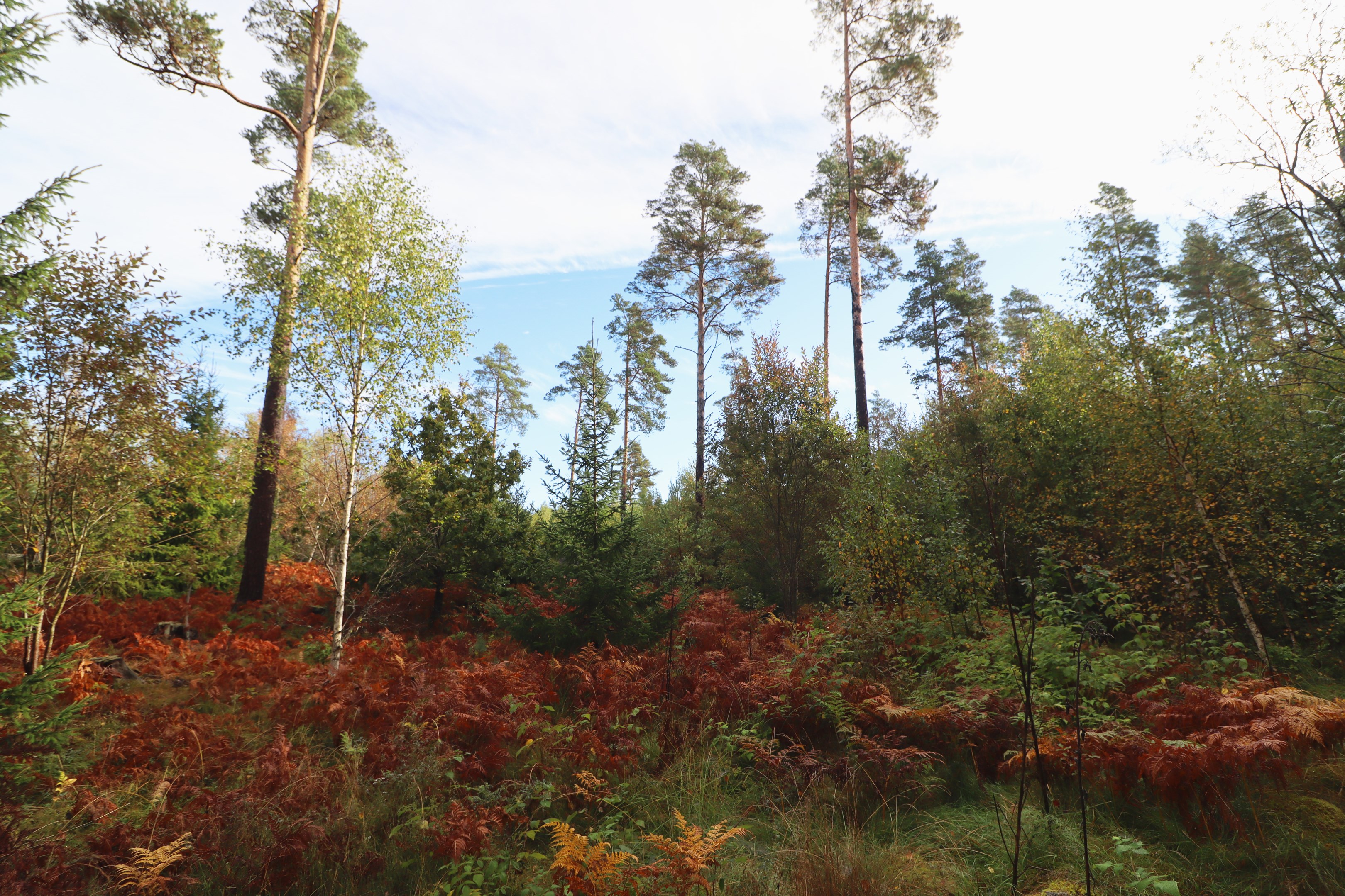 Yngre bland skog