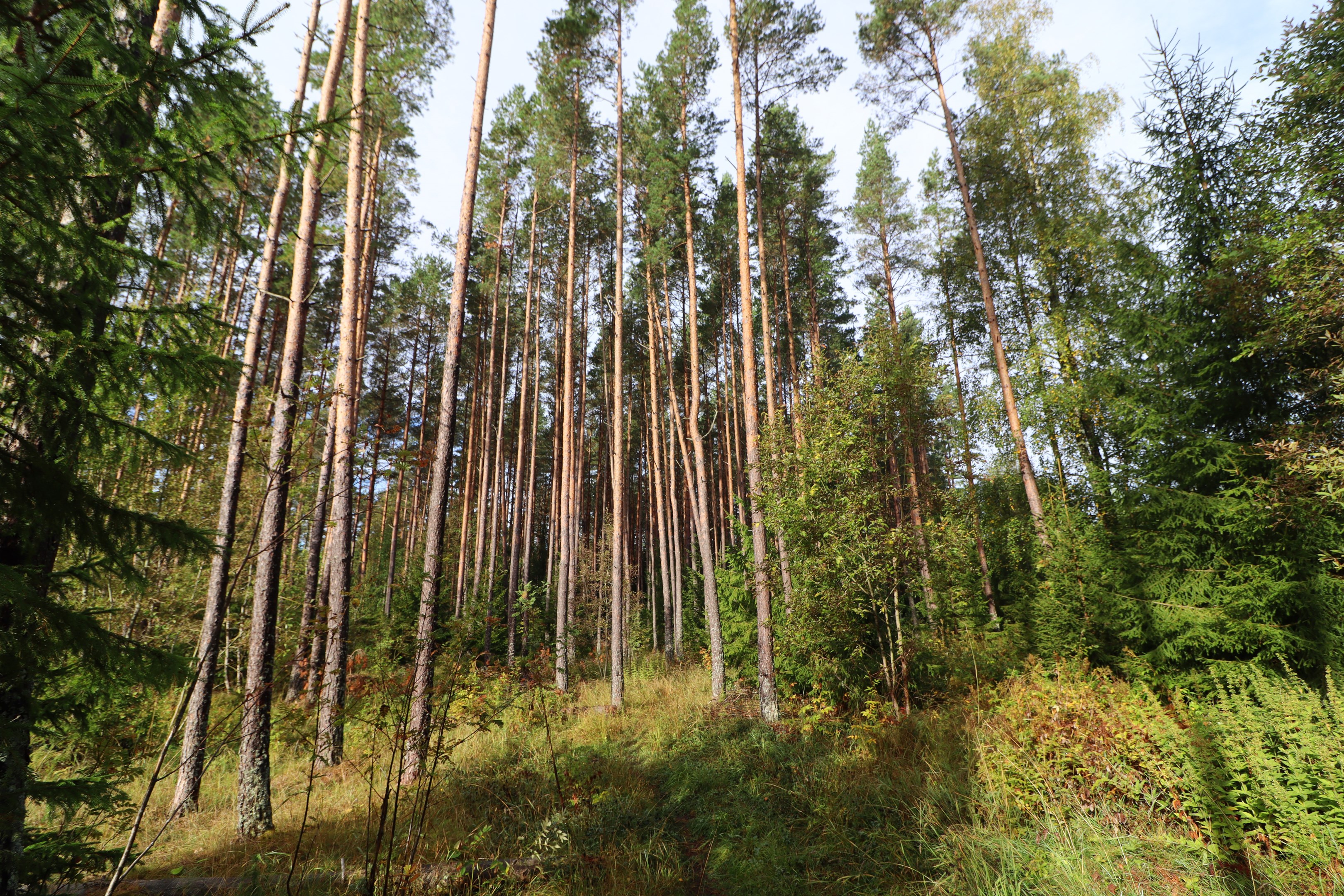 Skog på mellanvästra delen
