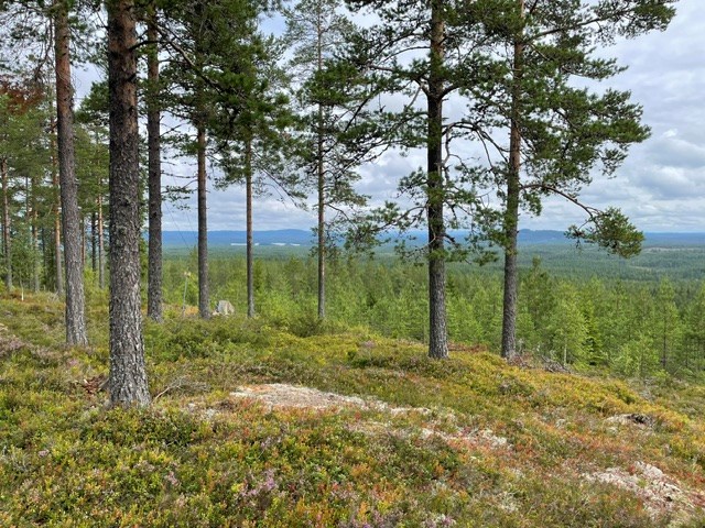 Vy från fastigheten vid masten
