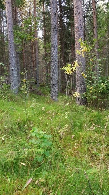 Vybild från fastigheten