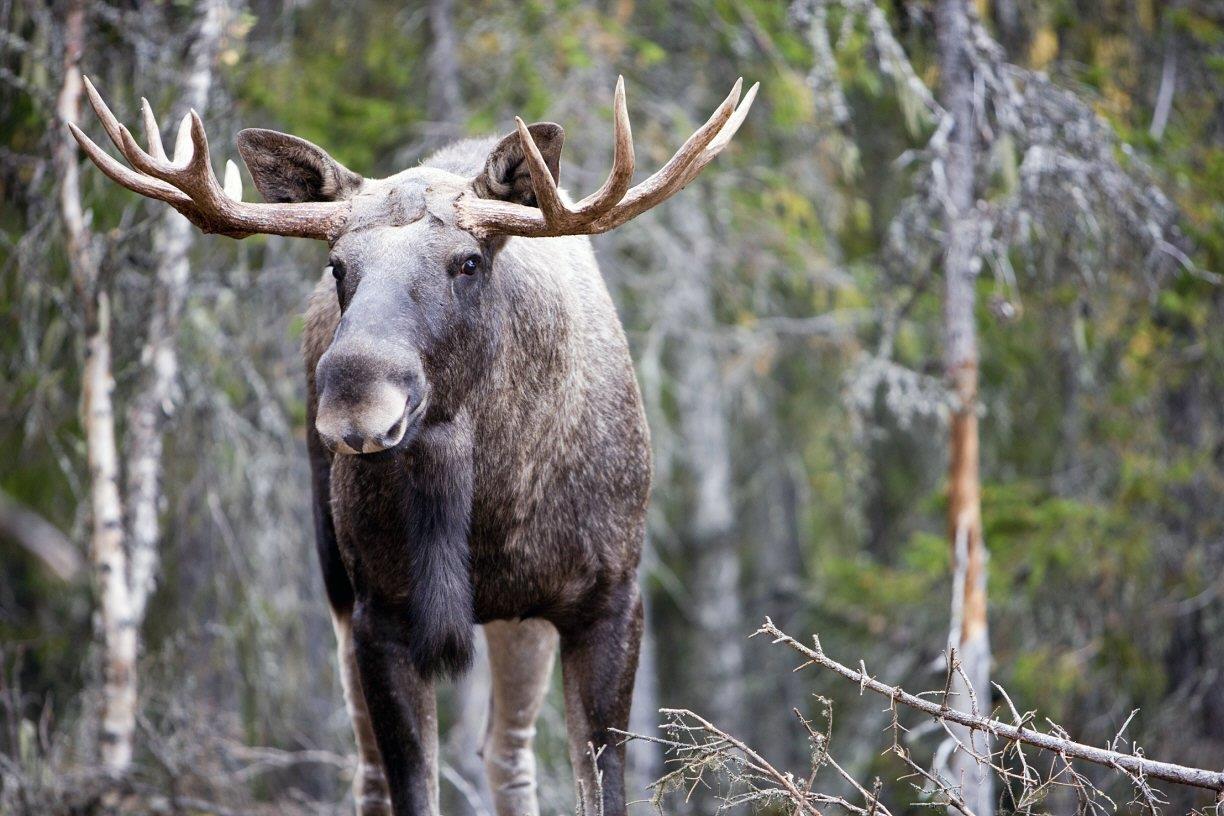 Älgbild (ej från objektet)