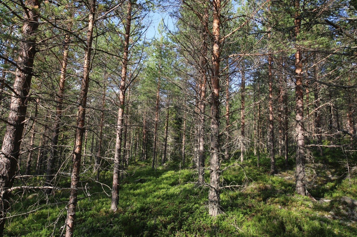 Skogsbild (ej från objektet)