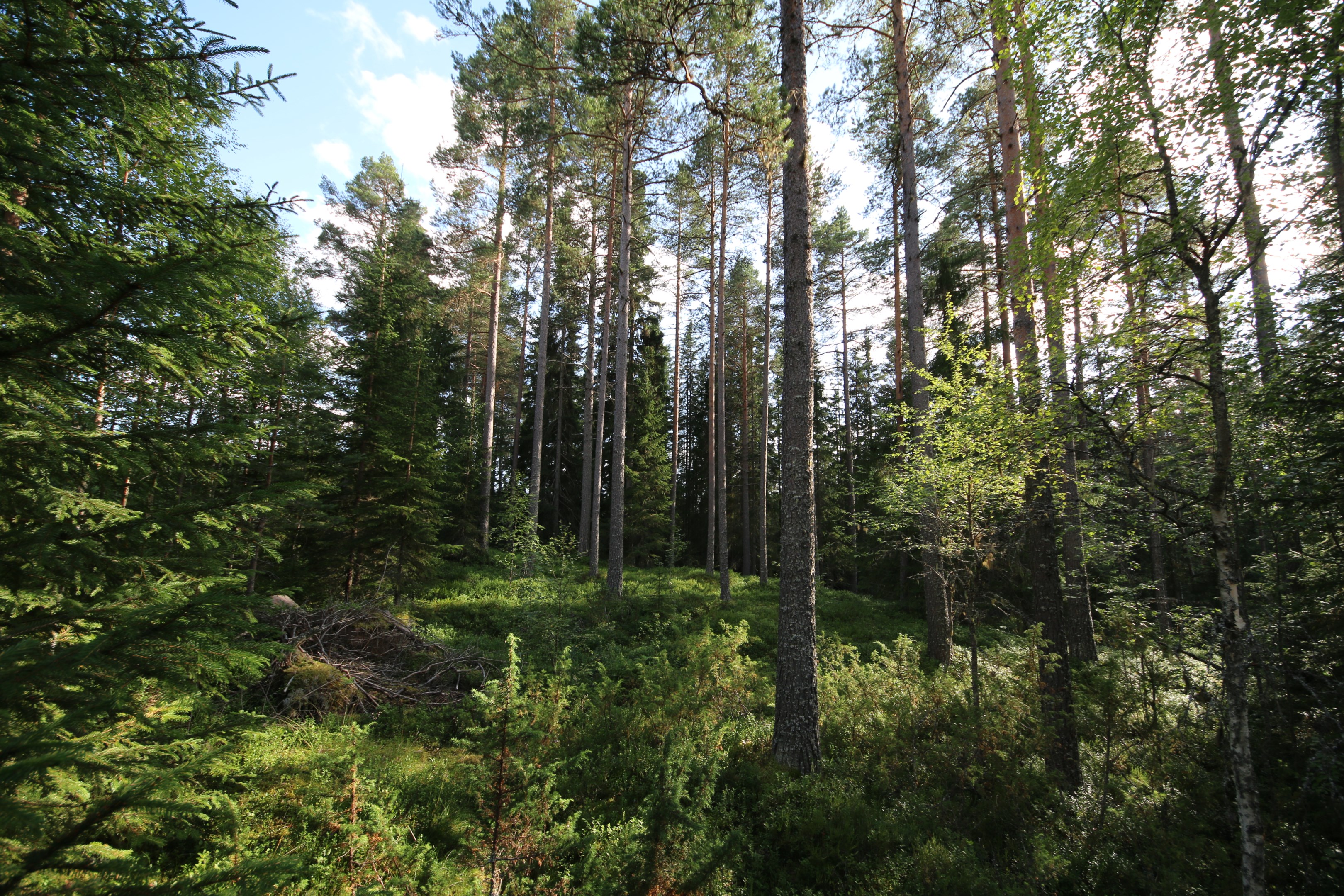 Skogsbild ej från objektet