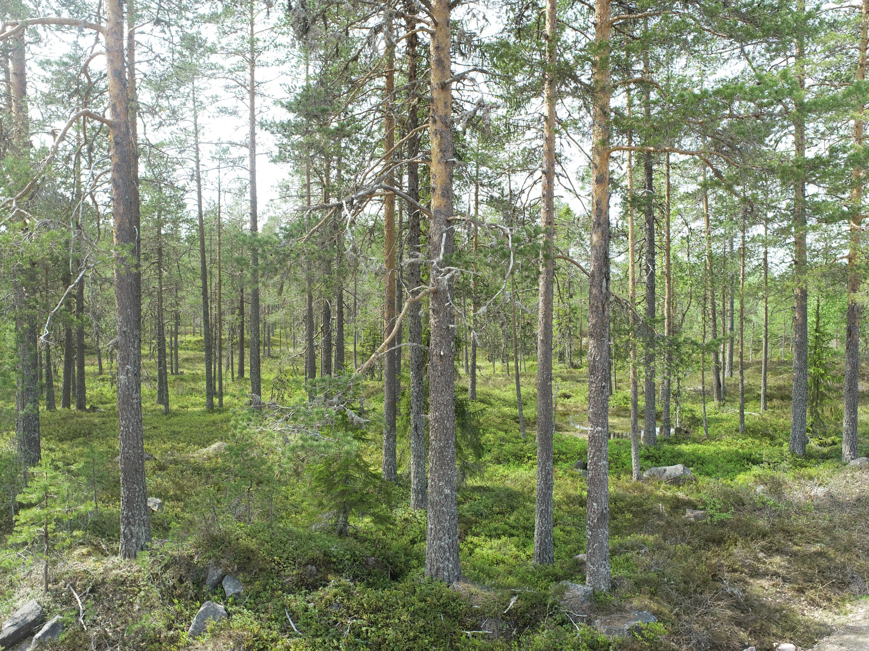 Skogsbild (ej från objektet)