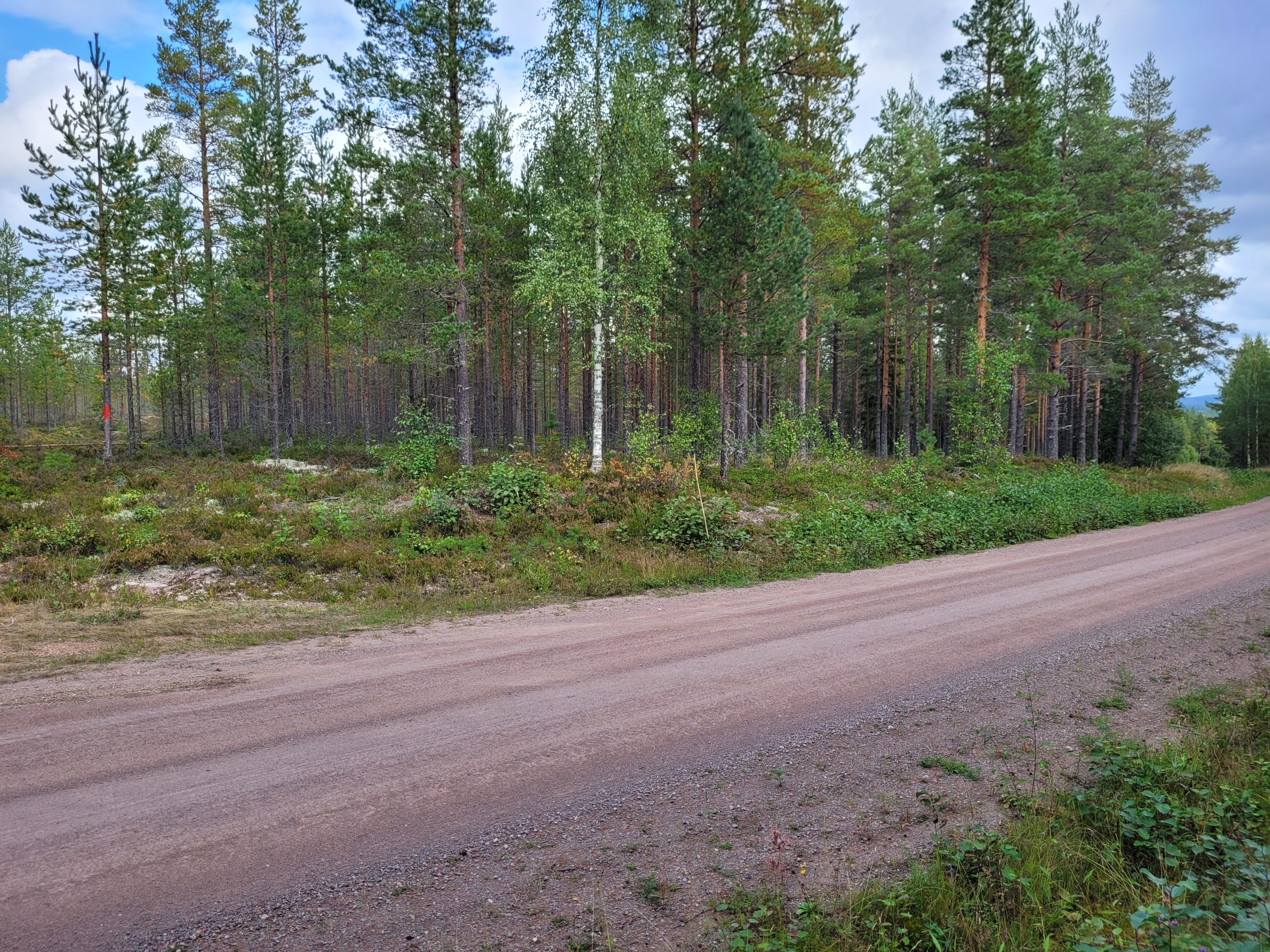 Landbobyn 31,1  Bestånd 5