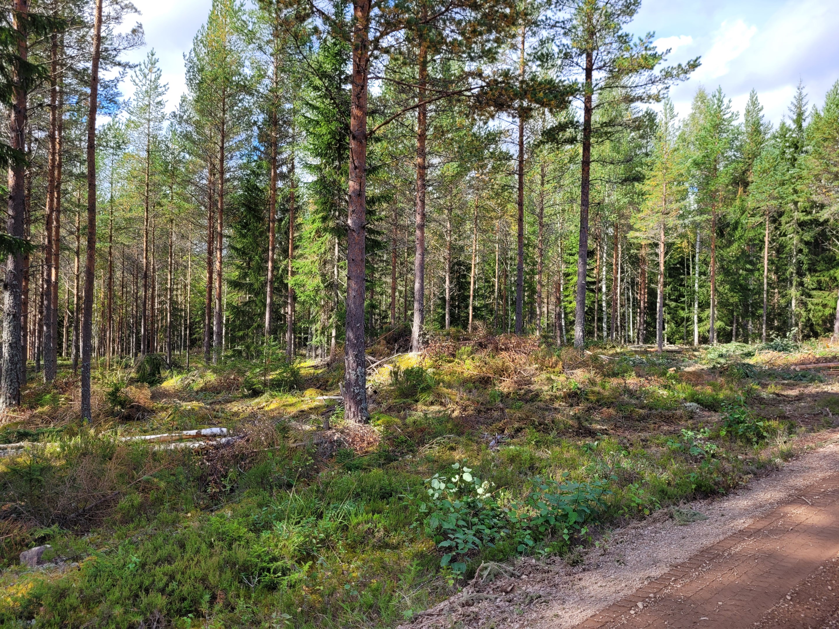 Finngruvan 10:11, Bestånd nr 8