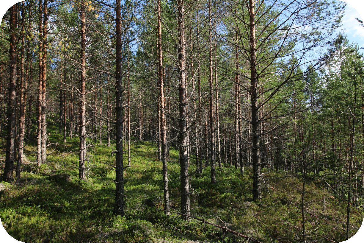 Skogsbild, ej från objektet