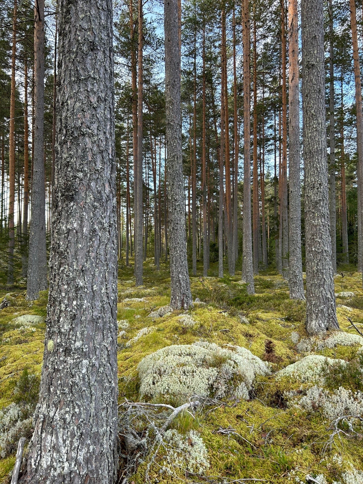 Skogsbild (ej från objektet)