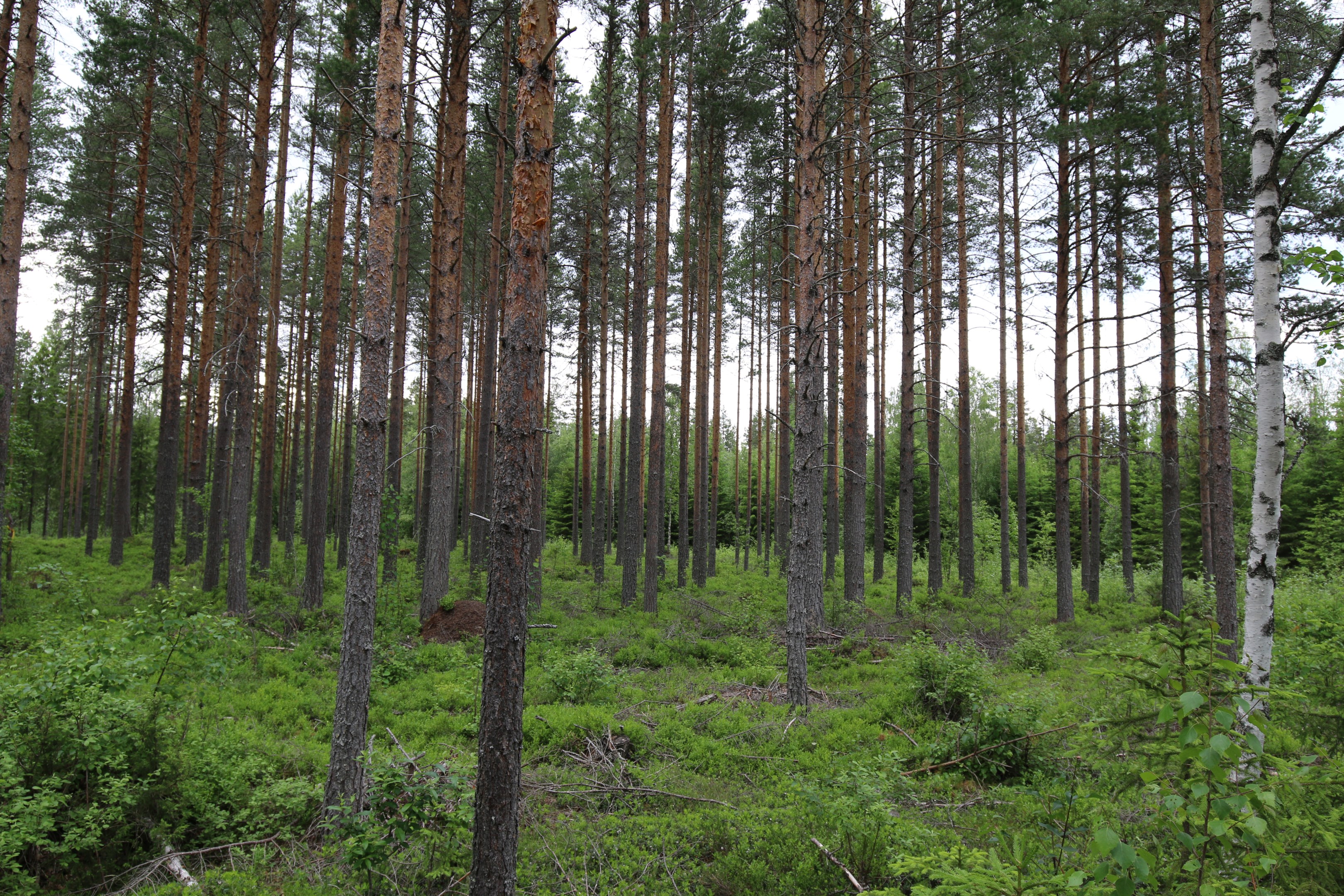 Skogsbild (ej från objektet)