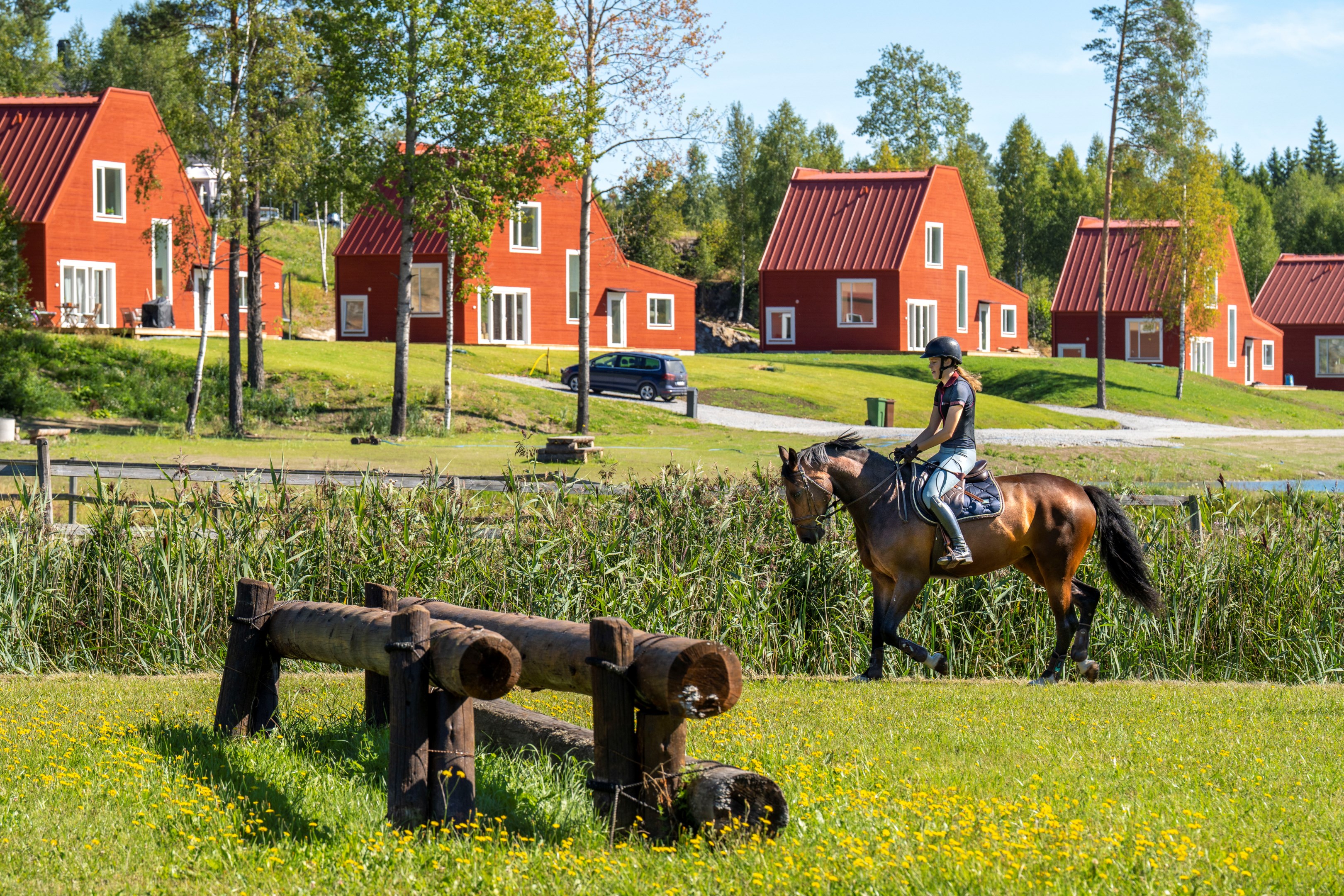 Det finns många hästar i området