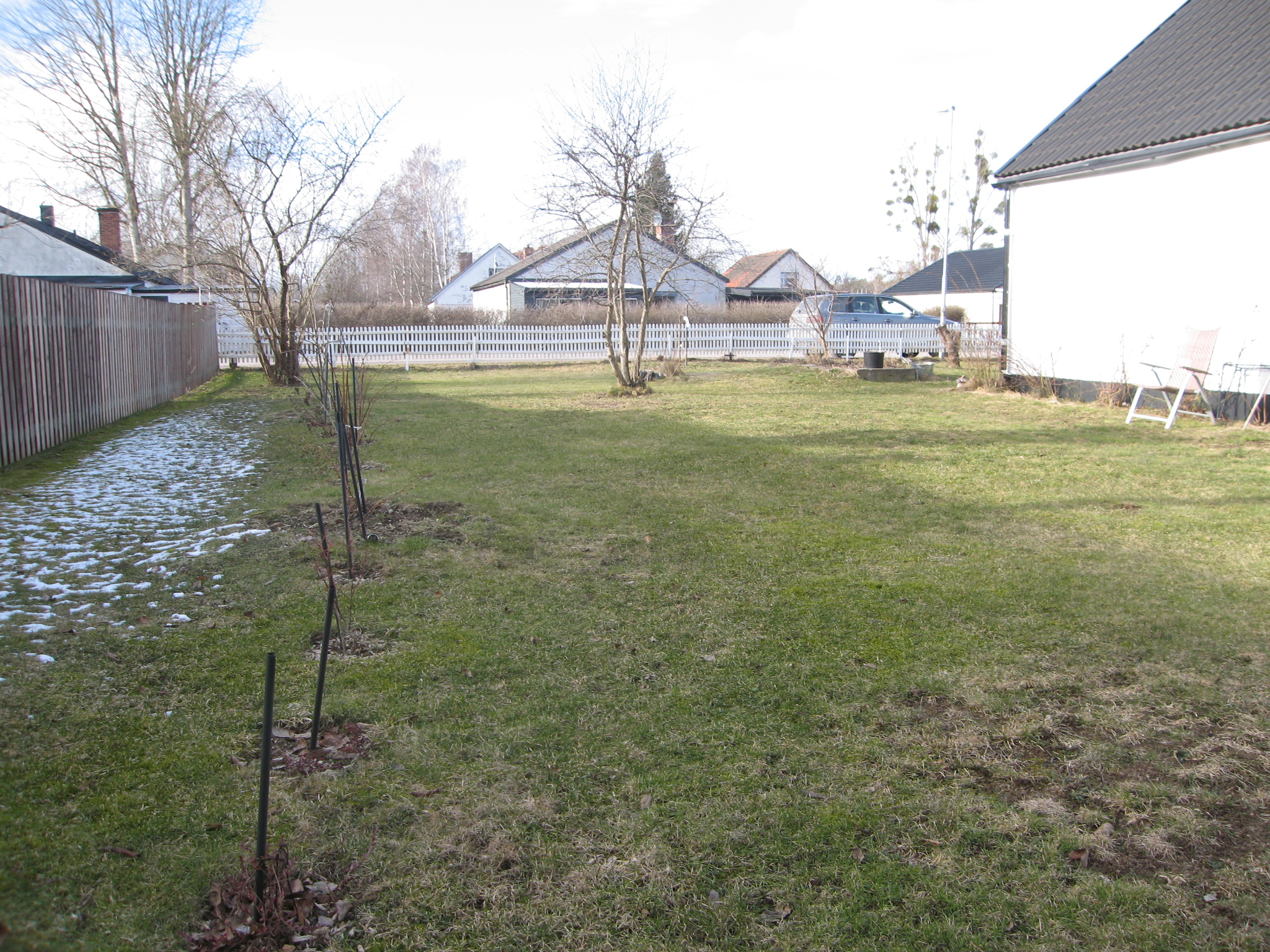 Plan gräsmatta med nyplanterade fruktträd