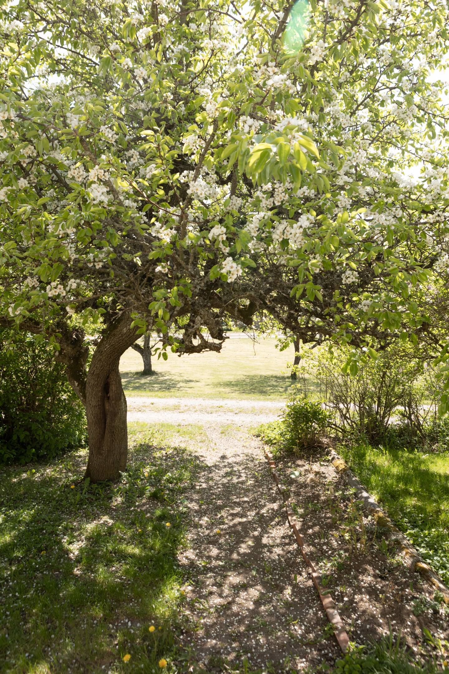 Blommande fruktträd