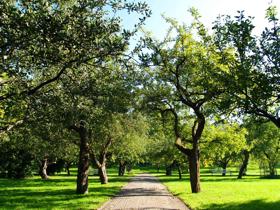 Äppellund för härliga sommar picknicken!