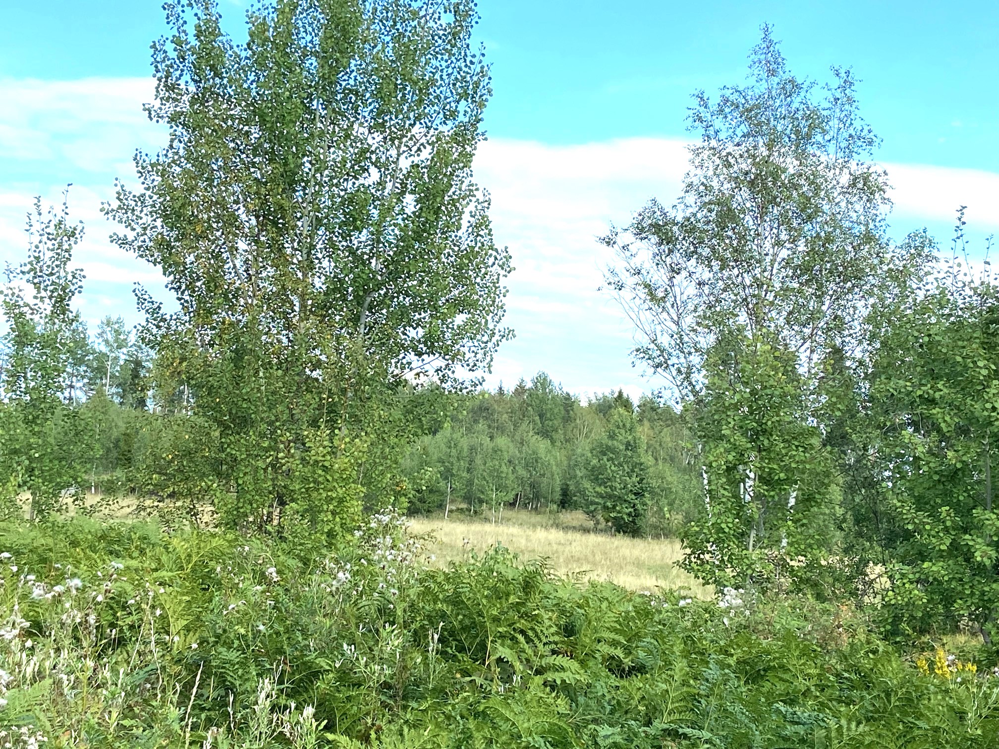 Utsikt mot åker och äng