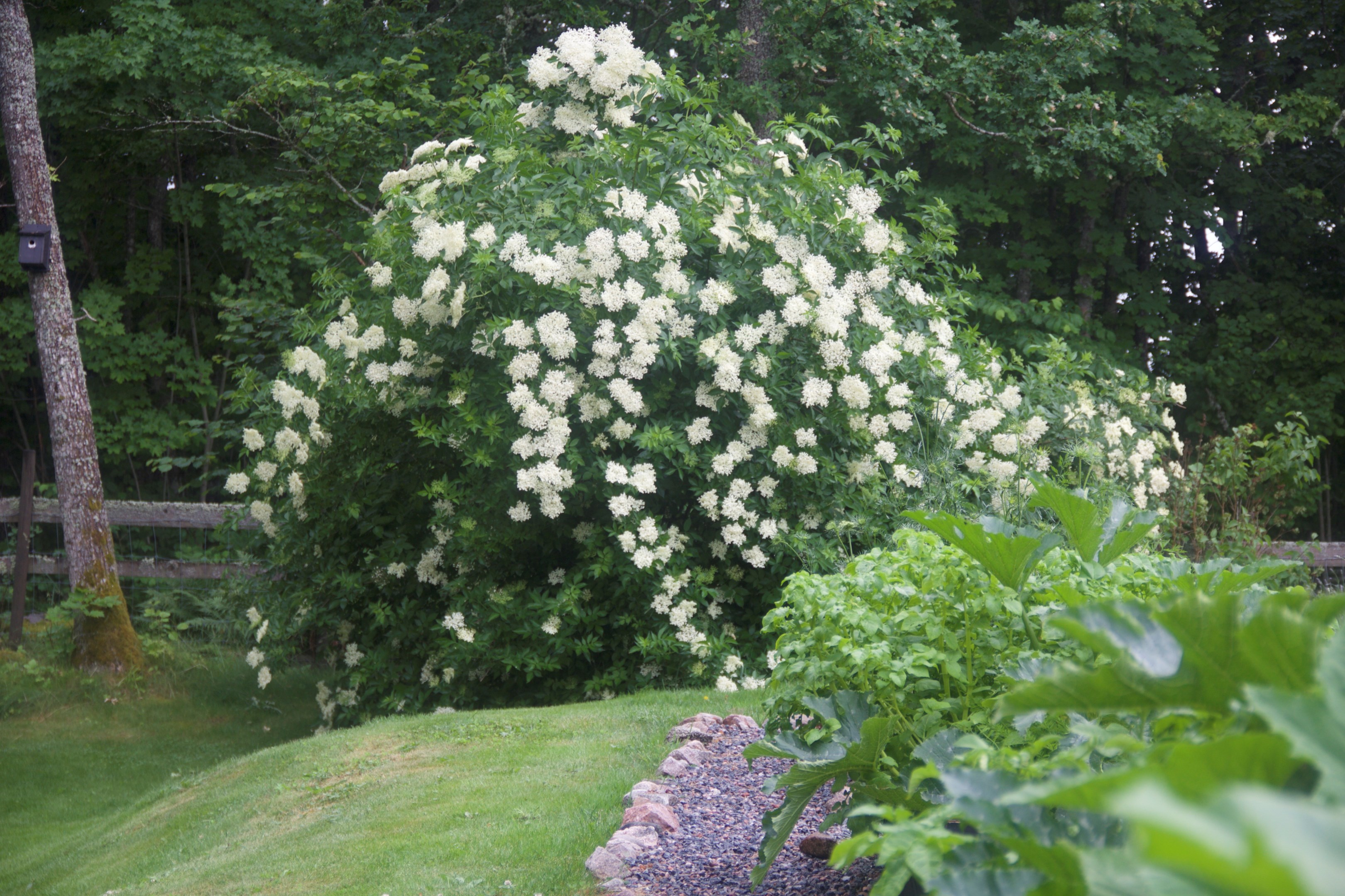 Trädgårdsbild