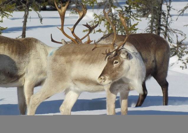  Renar, ett trevligt inslag i fjällmiljön