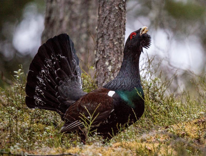 Tjäder