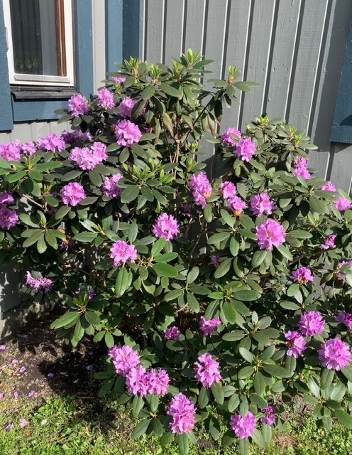 Blomsterprakt