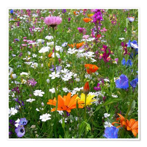 Lågupplöst Blomsteräng