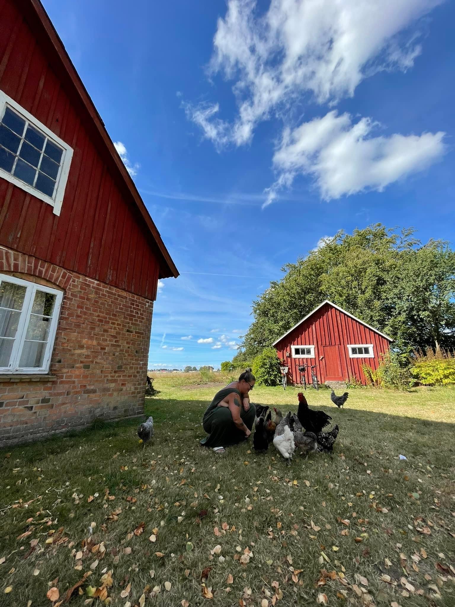 Här trivs vi och lägger mycket ägg
