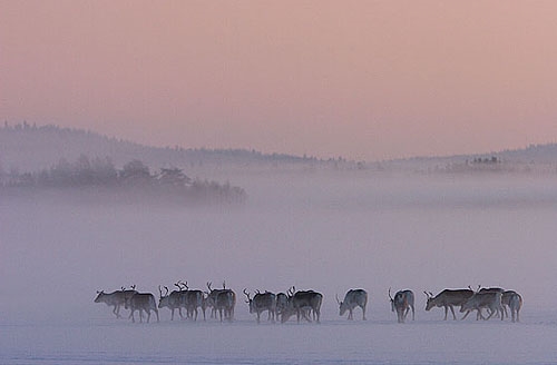 Mäktiga kalfjäll med renar