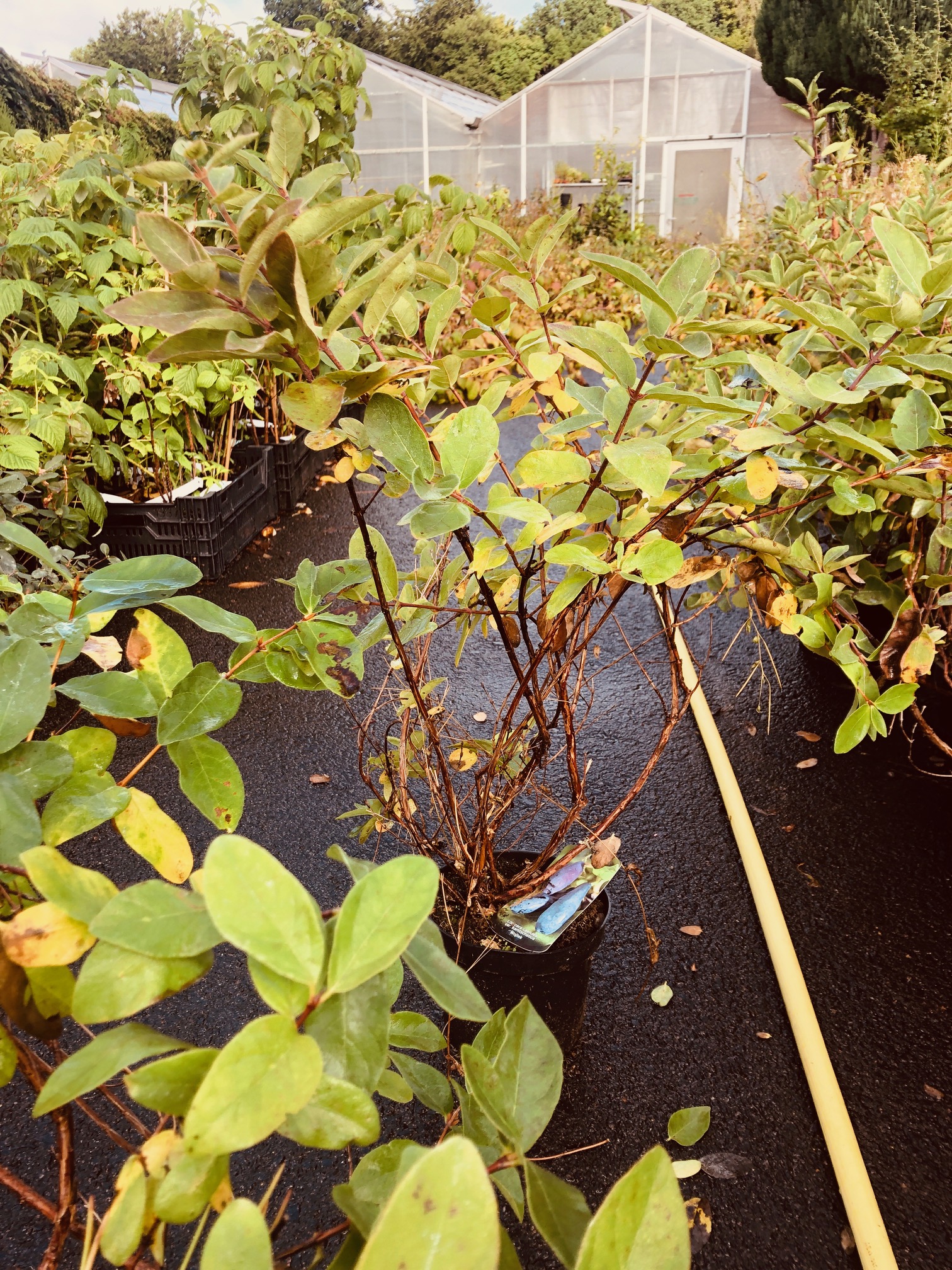 Infart växthus asfalterad