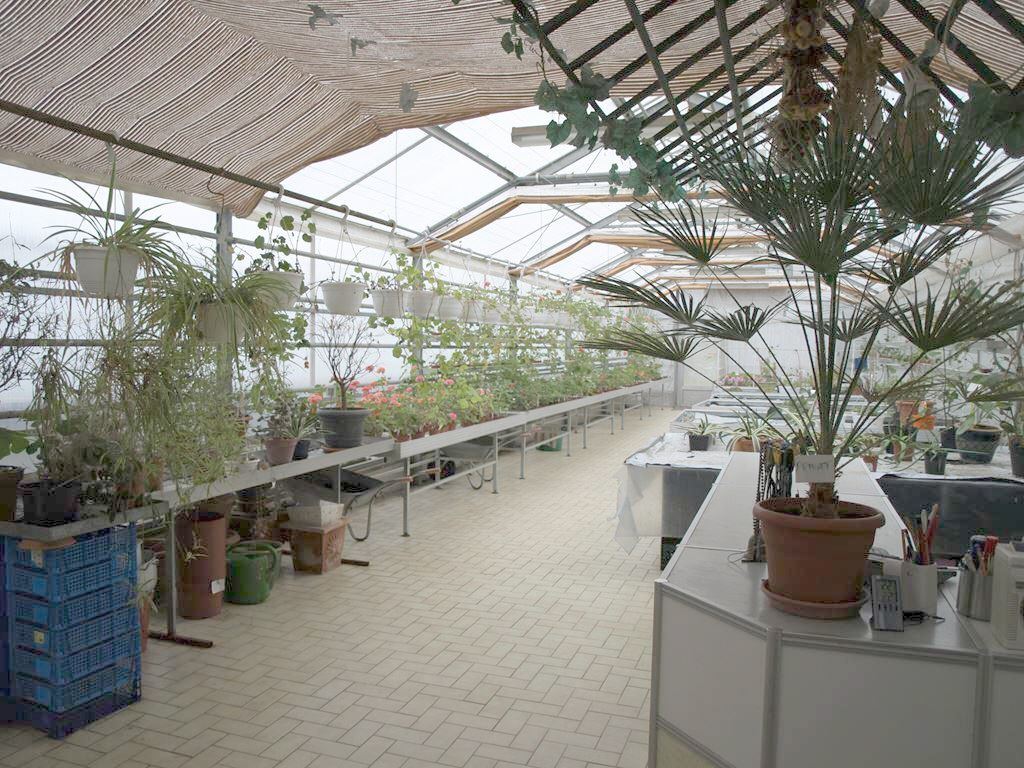 Växthus (äldre bild)