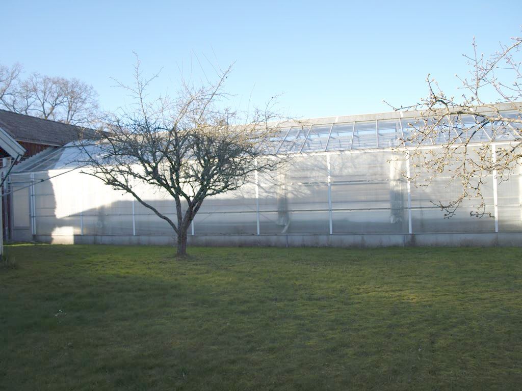 Växthus (äldre bild)