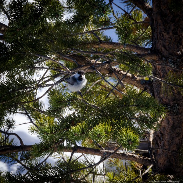 Tillbaka till naturen