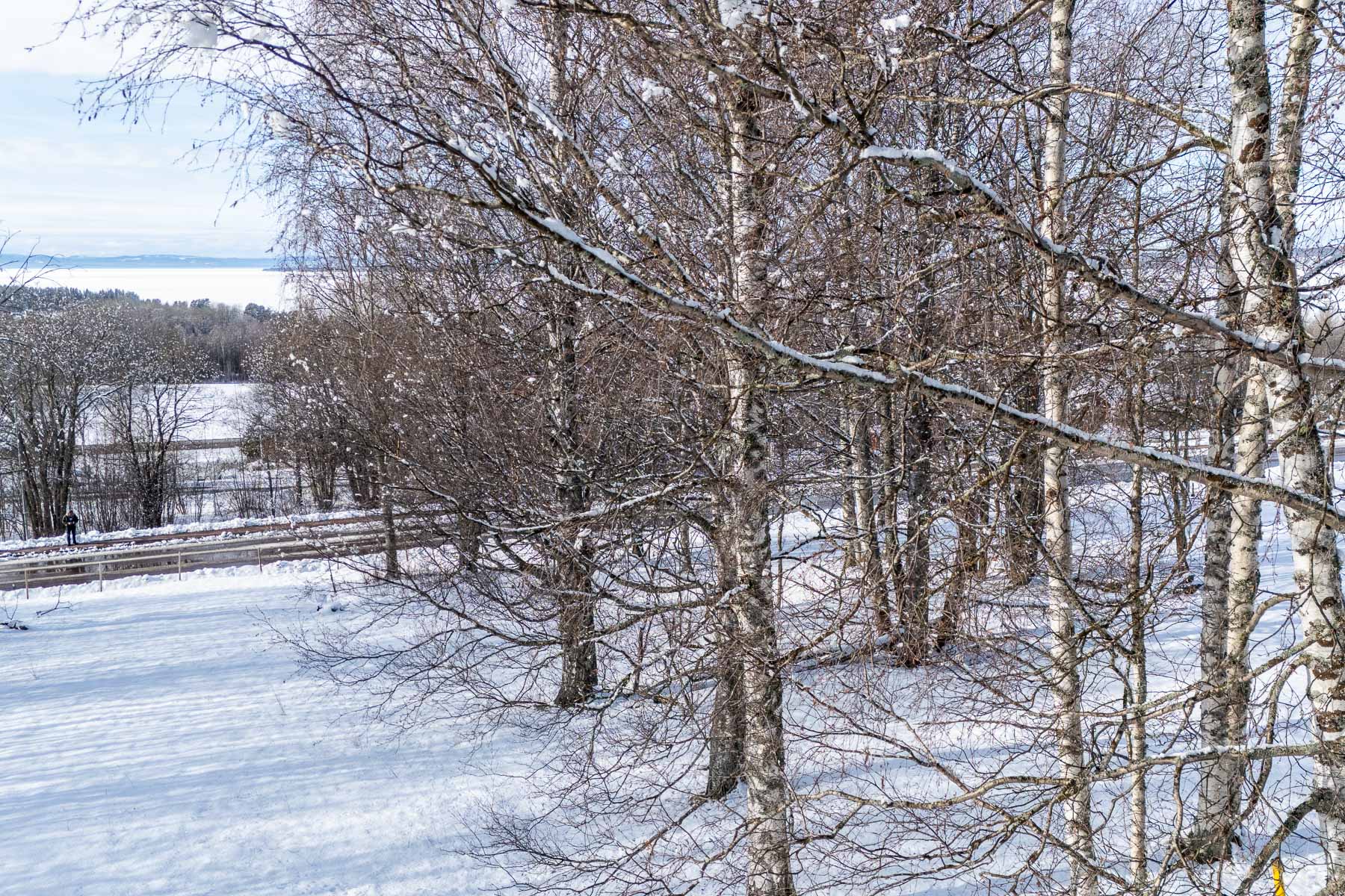 Utsikt vinter före avverkning