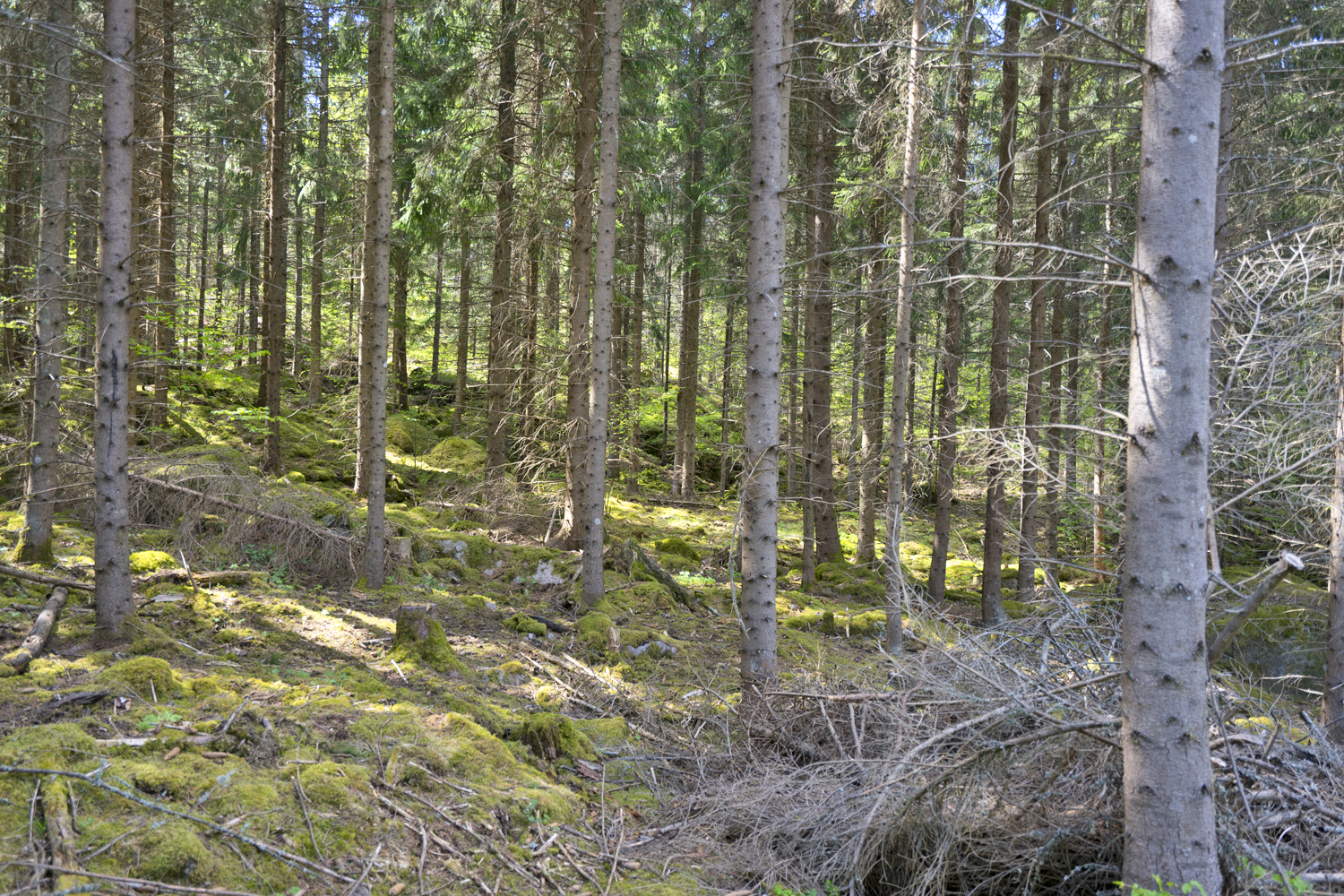 Mycket välskött skog.