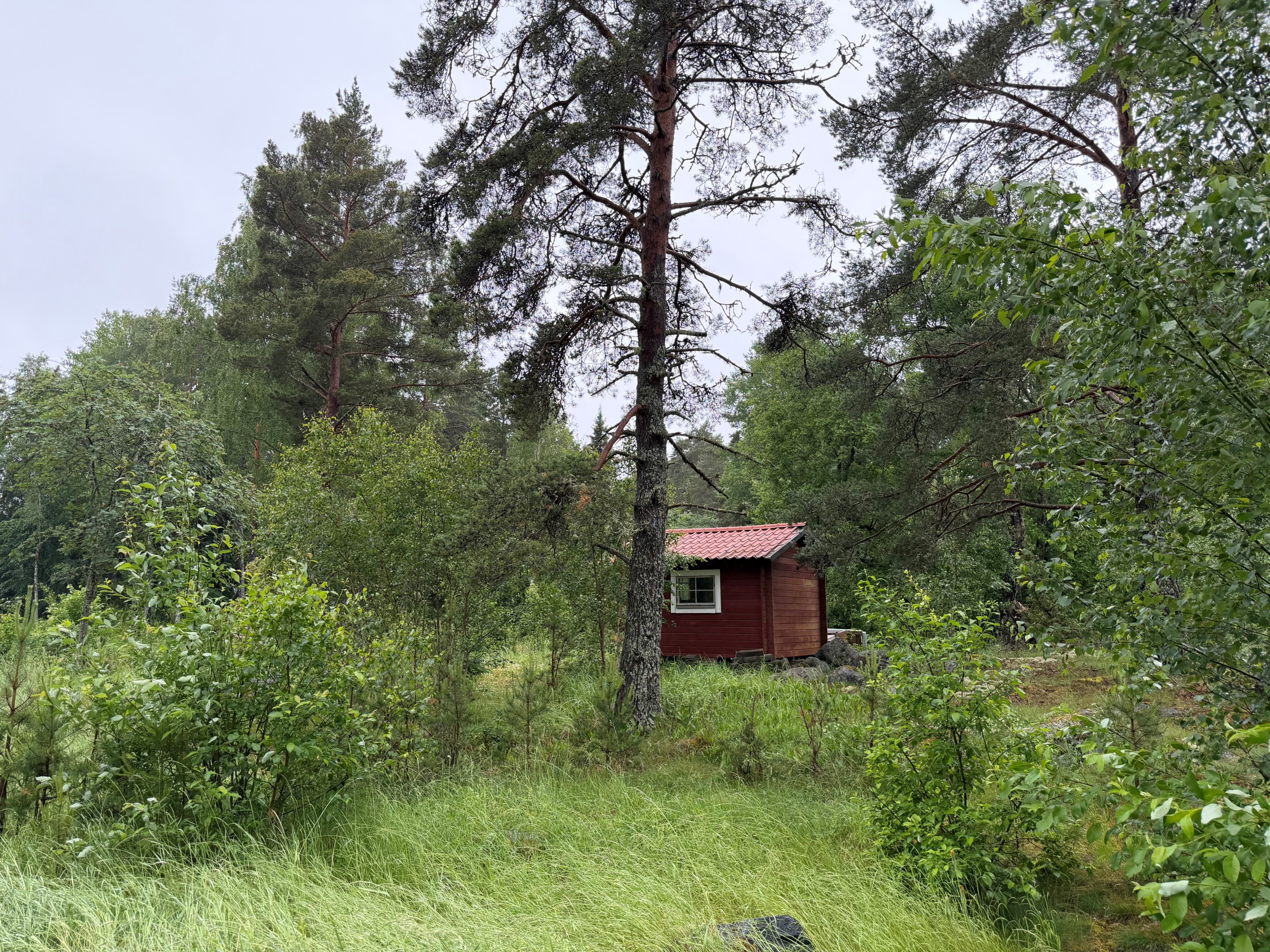 Sommarbild juni 2026