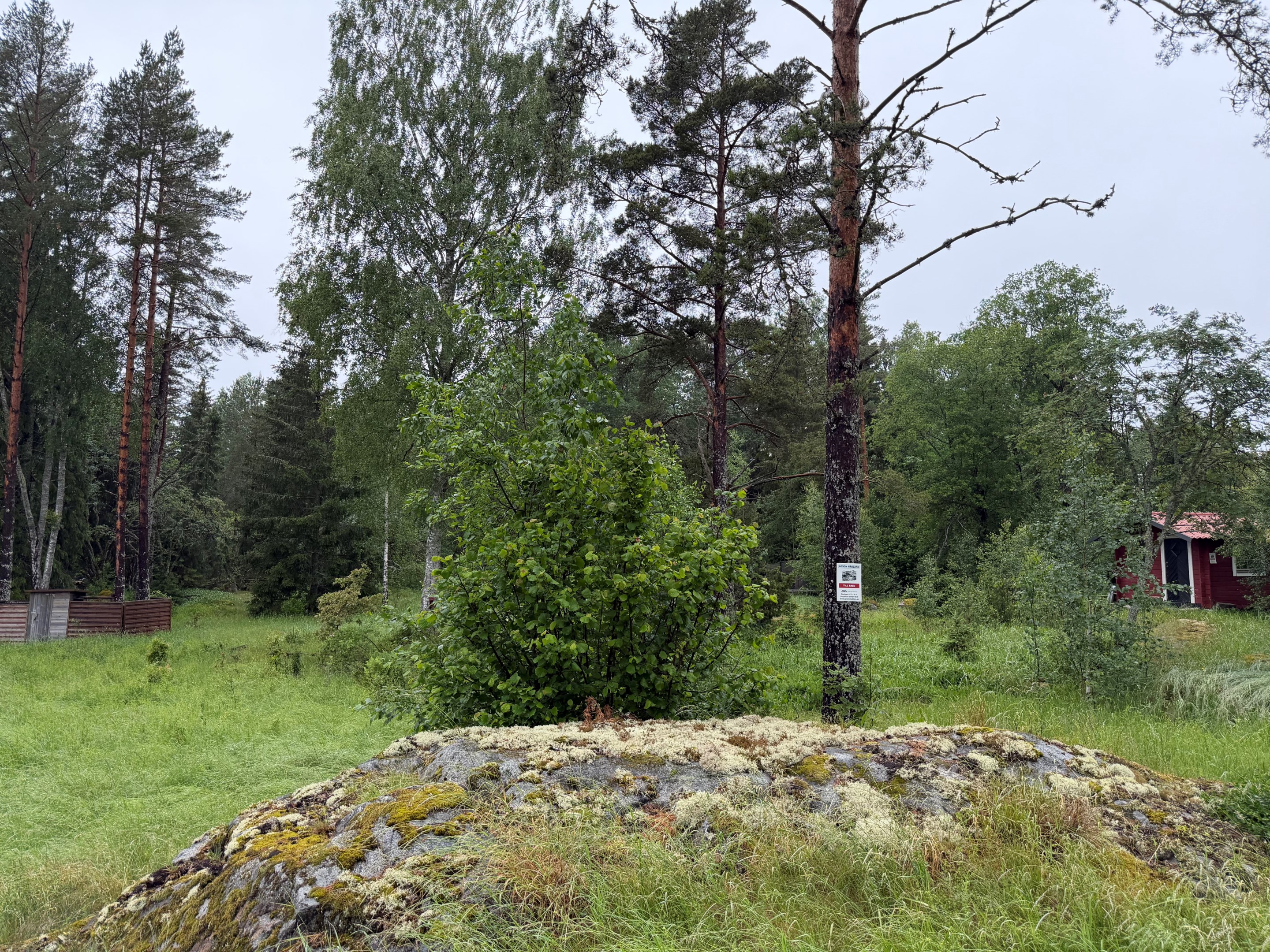 Sommarbild juni 2026